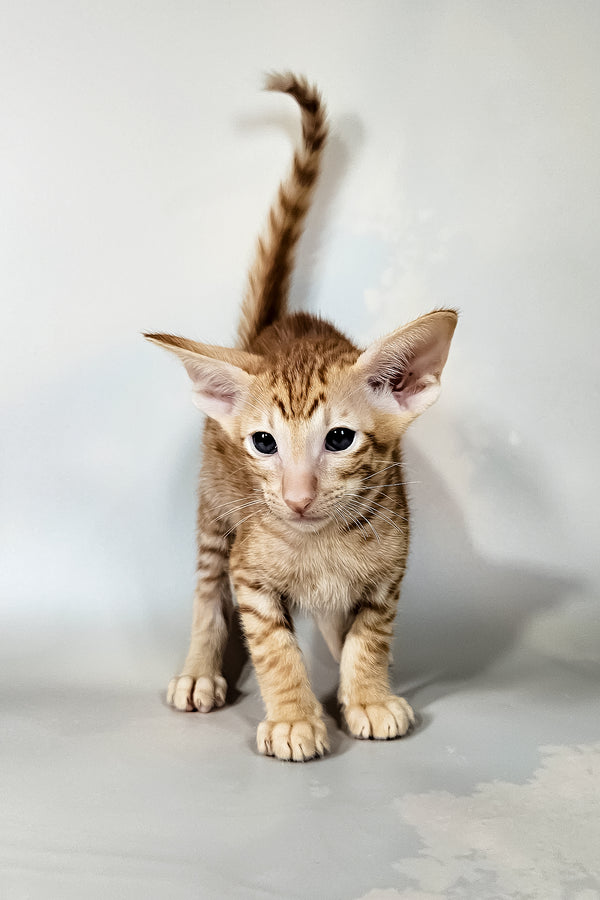 Ice | Oriental Shorthair Kitten