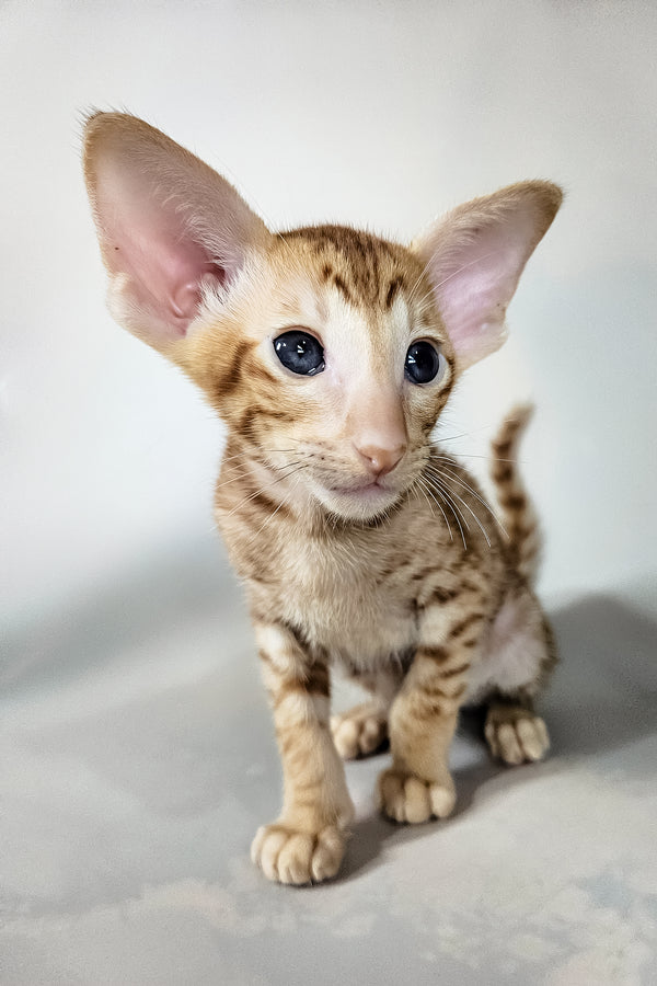 Ice | Oriental Shorthair Kitten
