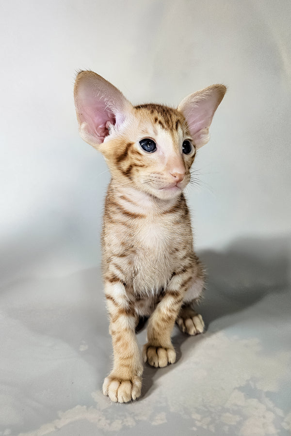 Ice | Oriental Shorthair Kitten