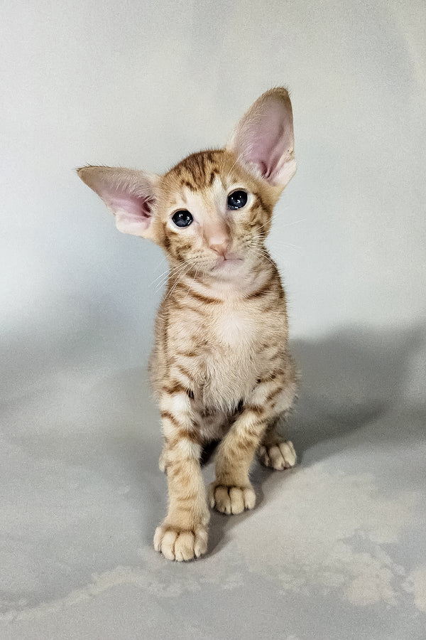 Ice | Oriental Shorthair Kitten