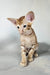 Ice | Oriental Shorthair Kitten