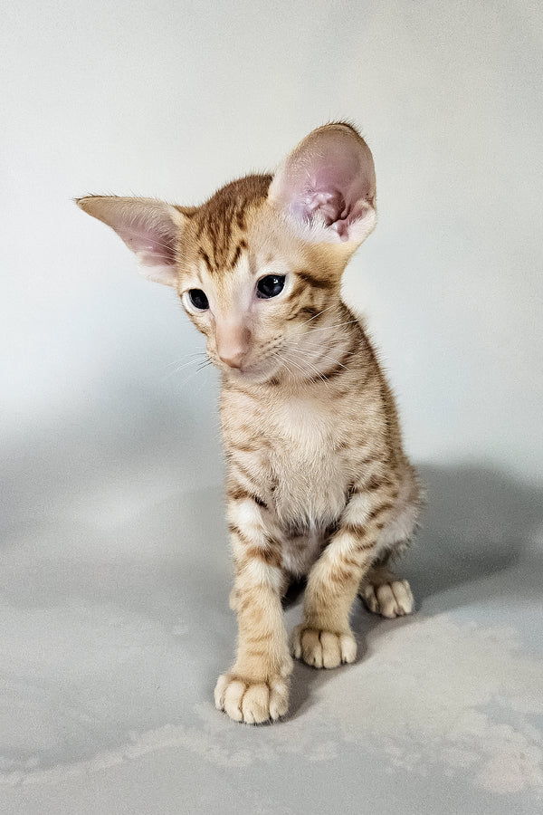 Ice | Oriental Shorthair Kitten