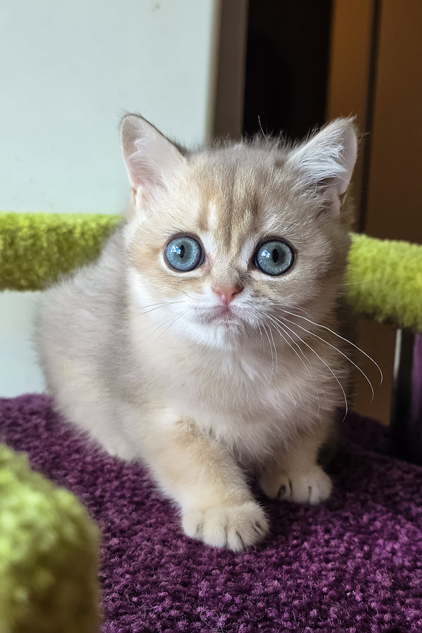 A fluffy blue golden scottish straight kitten sitting attentively on a purple textured surface perfect for purebred kitties fans