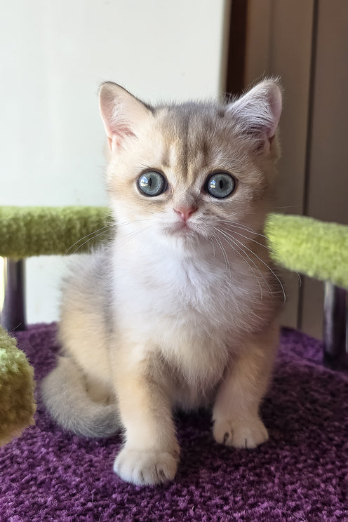 Ice | Scottish Straight Kitten