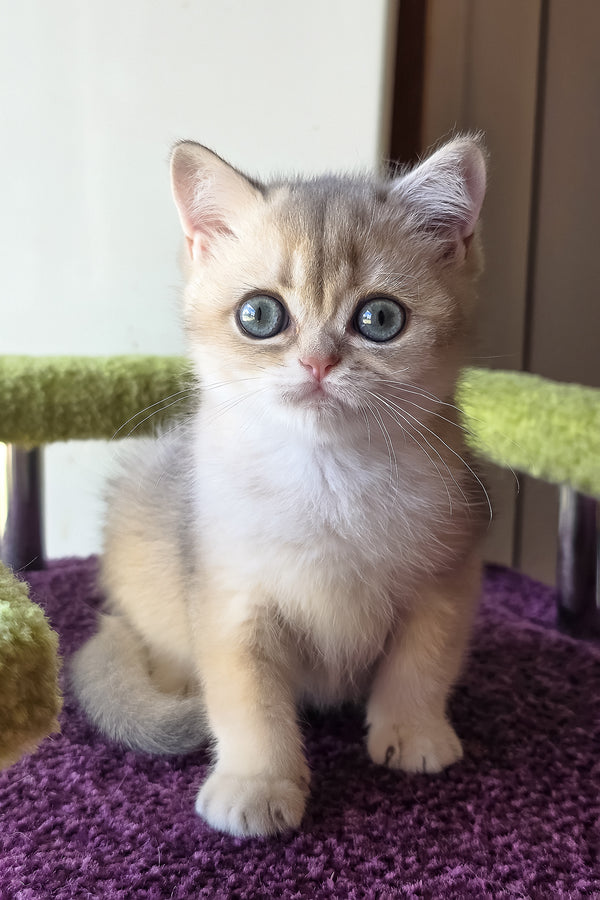 A fluffy blue golden scottish straight kitten with striking blue eyes sits on a purple carpet looking attentive