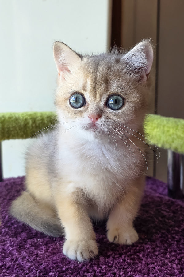 A fluffy blue golden scottish straight kitten sitting on a purple textured surface showcasing purebred kitties charm