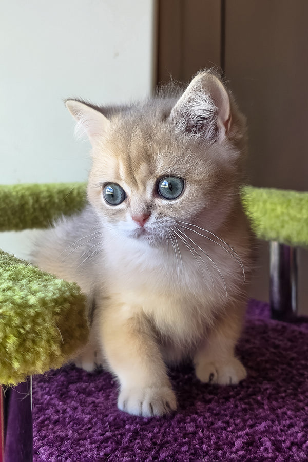 A fluffy golden-furred scottish straight kitten with striking blue eyes sitting on a purple carpeted surface
