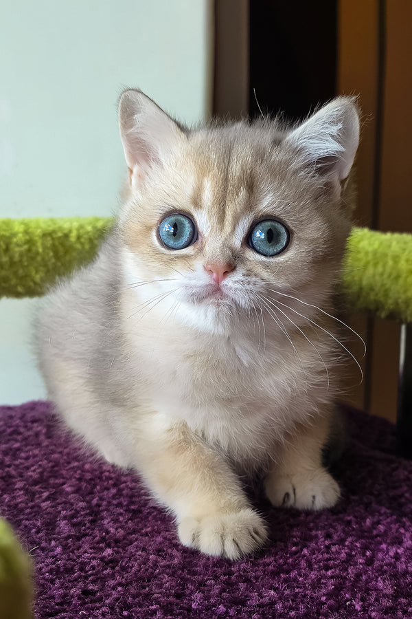 A fluffy golden scottish straight kitten with striking blue eyes sits on a purple textured surface perfect for purebred kitties