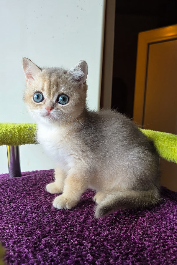 A fluffy silver tabby scottish straight kitten with striking blue eyes sits on a plush purple surface perfect for purebred kitties