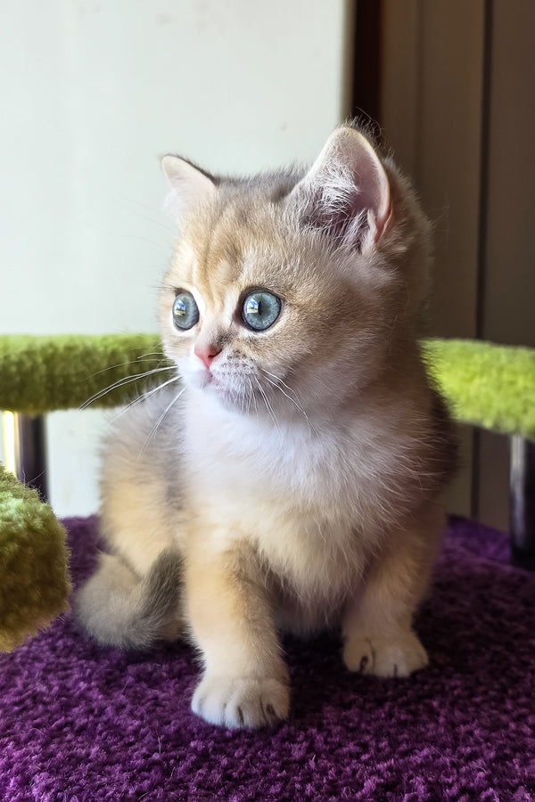 A fluffy blue golden scottish straight kitten sitting attentively on a purple textured surface showcasing purebred kitties