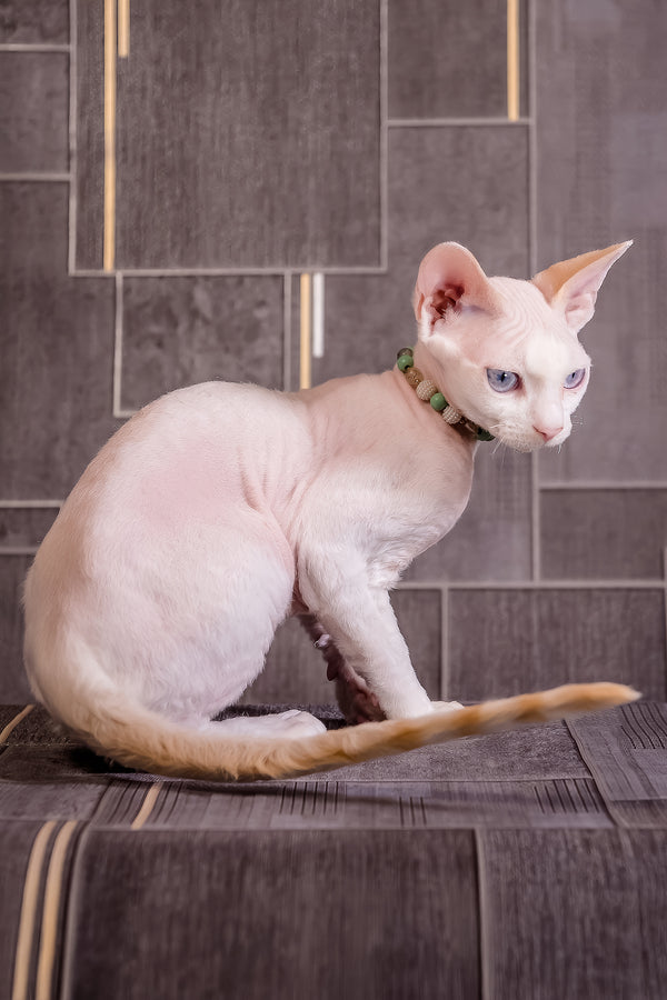 Ice Berry | Devon Rex Kitten