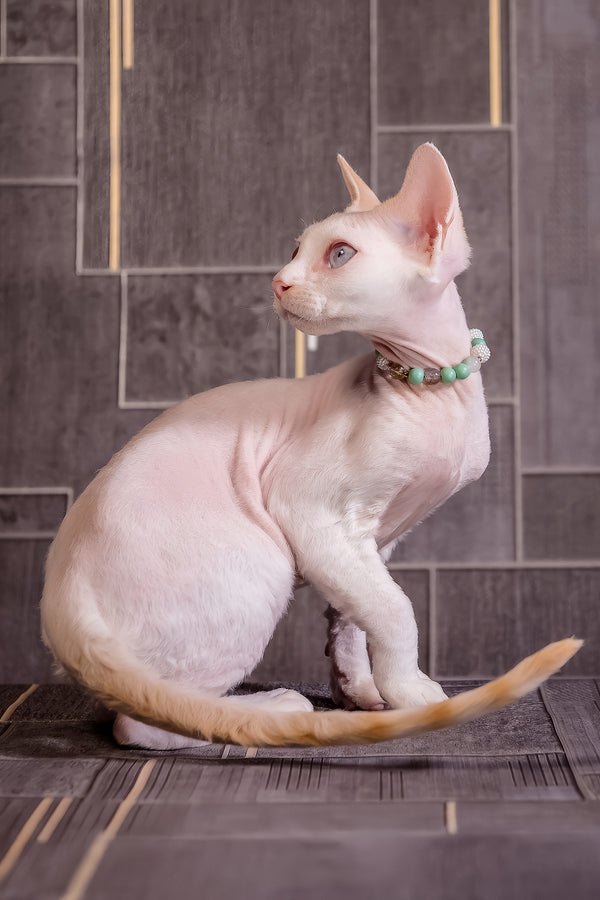 Ice Berry | Devon Rex Kitten