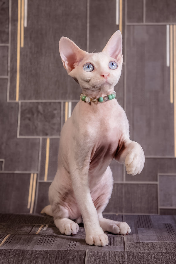 Ice Berry | Devon Rex Kitten