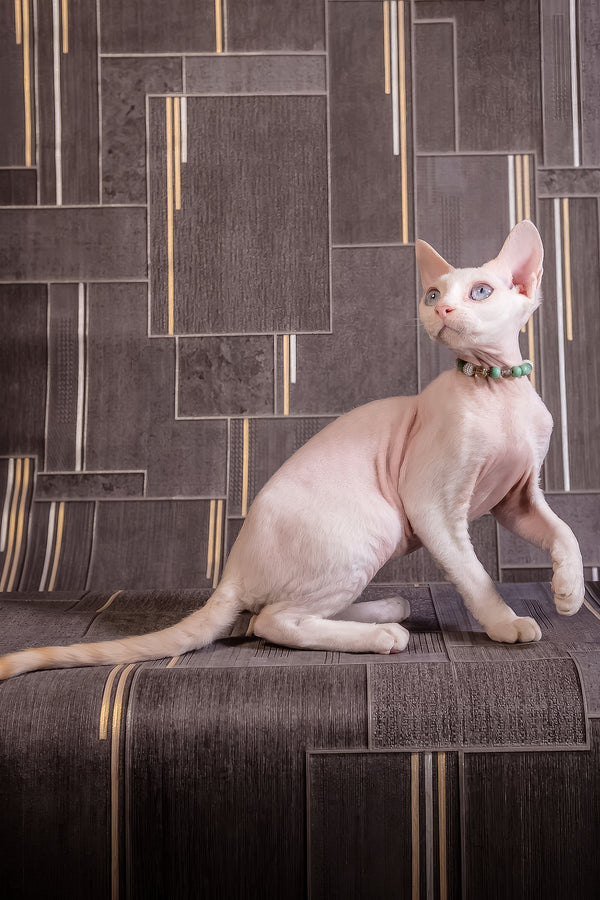 Ice Berry | Devon Rex Kitten