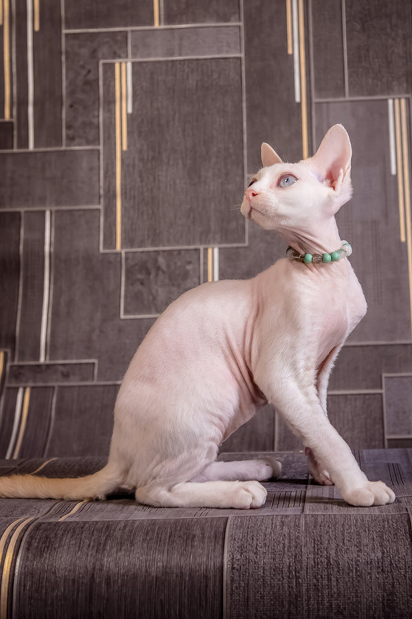 Ice Berry | Devon Rex Kitten
