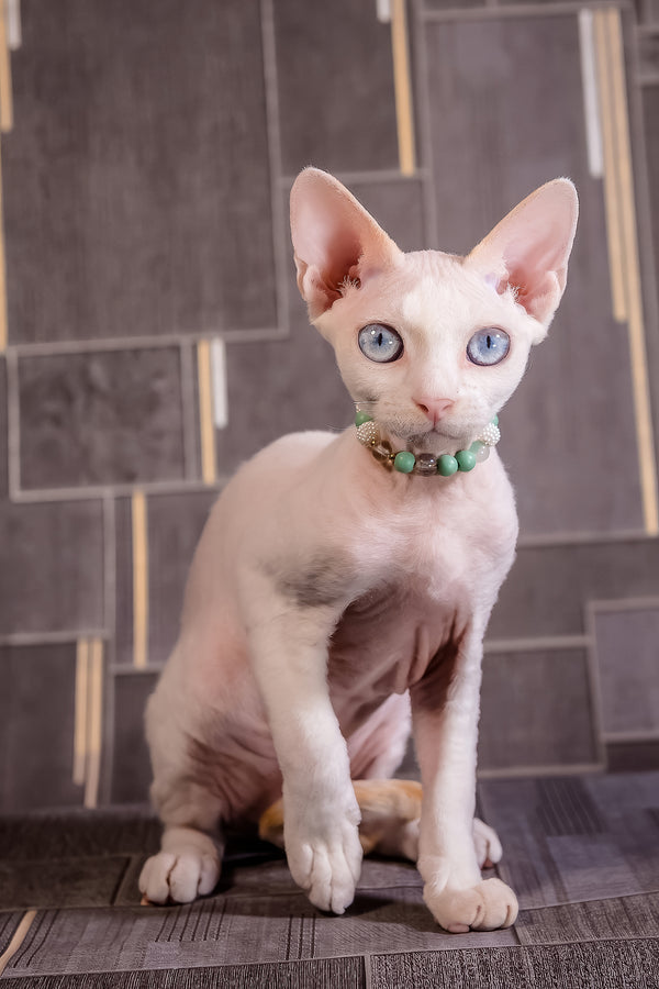 Ice Berry | Devon Rex Kitten
