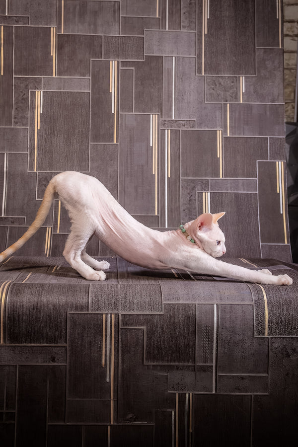 Ice Berry | Devon Rex Kitten