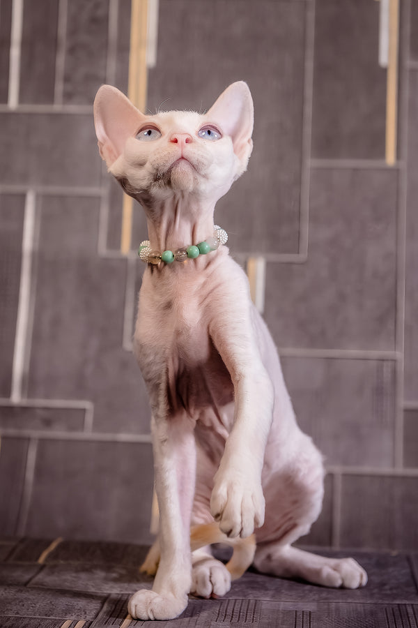 Ice Berry | Devon Rex Kitten