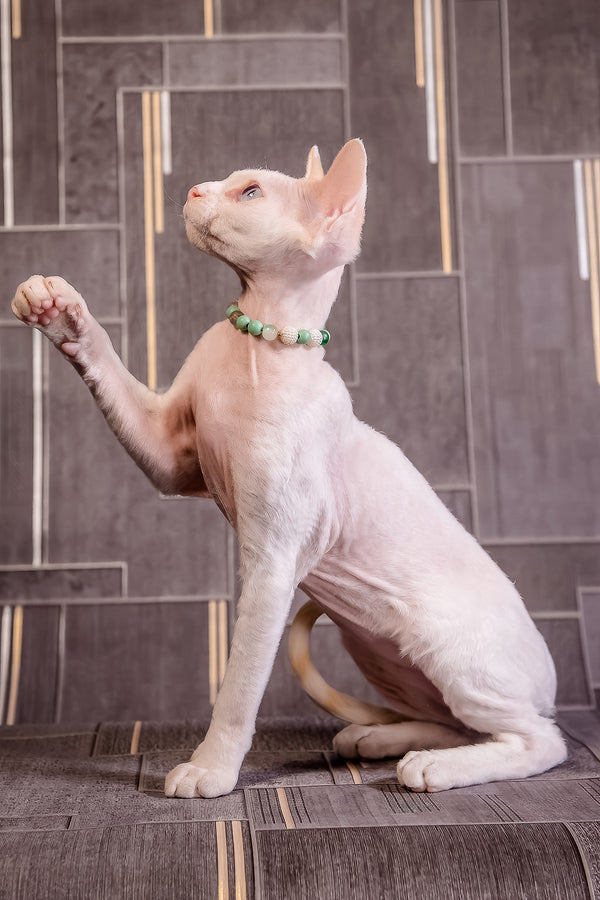 Ice Berry | Devon Rex Kitten