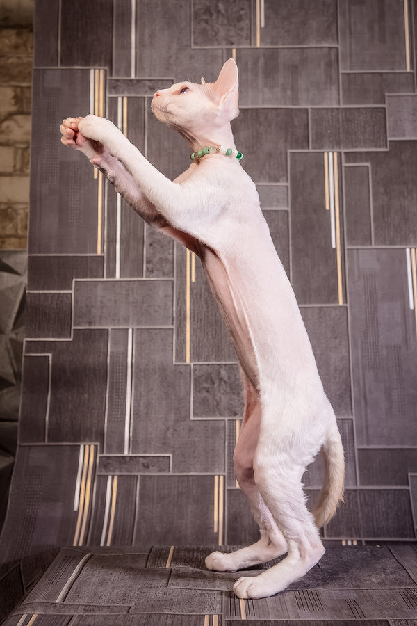 Ice Berry | Devon Rex Kitten