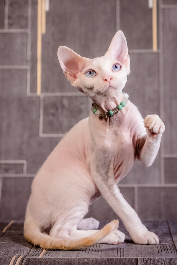 Ice Berry | Devon Rex Kitten