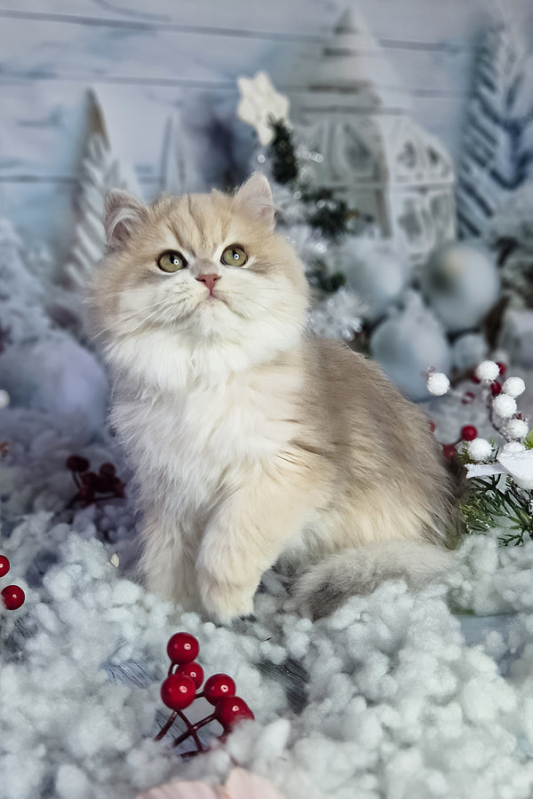 Ideal | British Longhair Kitten