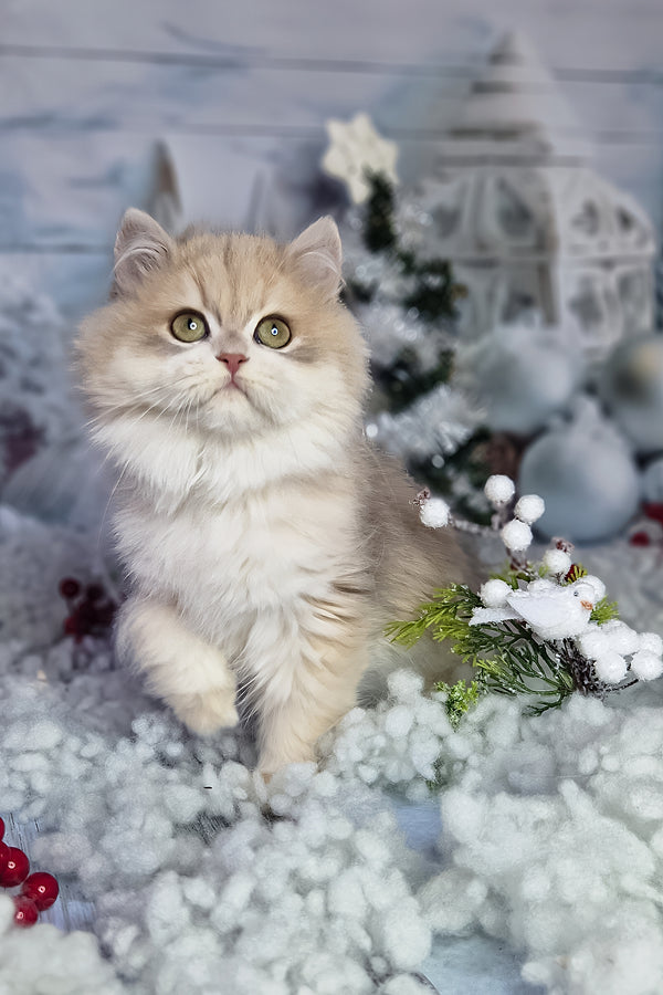 Ideal | British Longhair Kitten