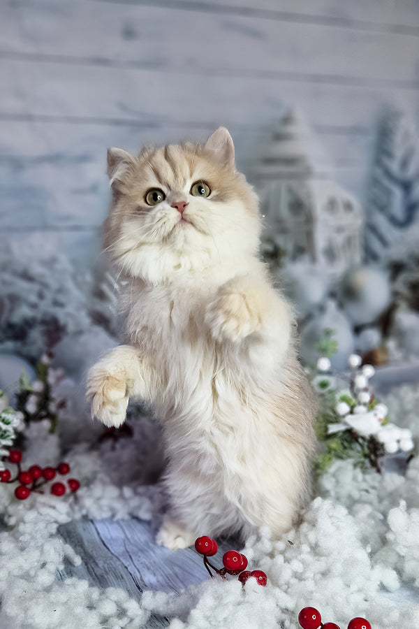 Ideal | British Longhair Kitten