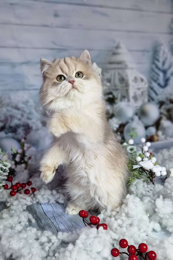 Ideal | British Longhair Kitten