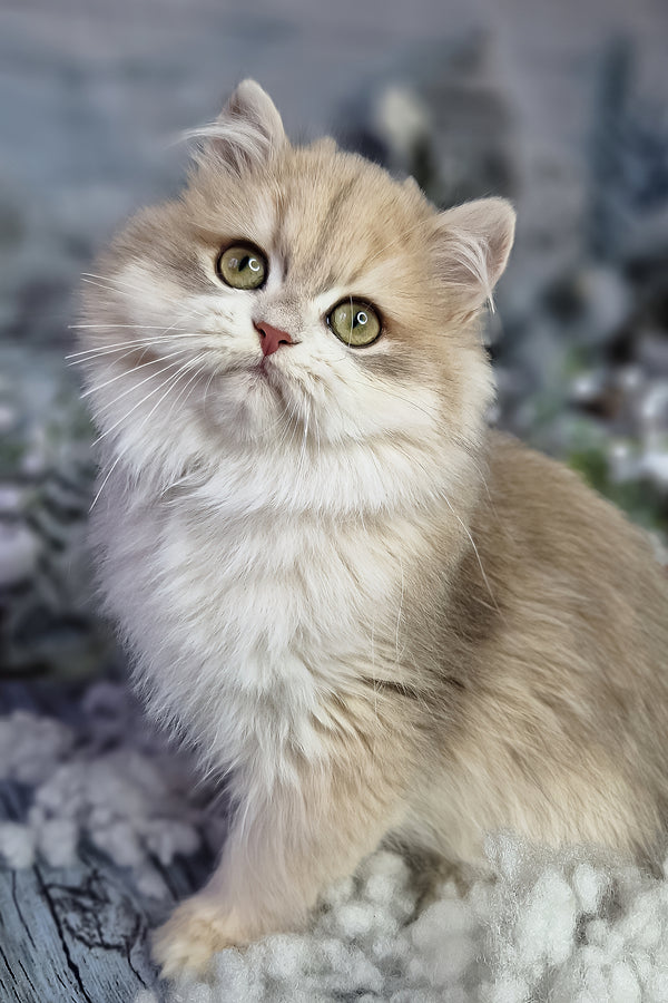 Ideal | British Longhair Kitten