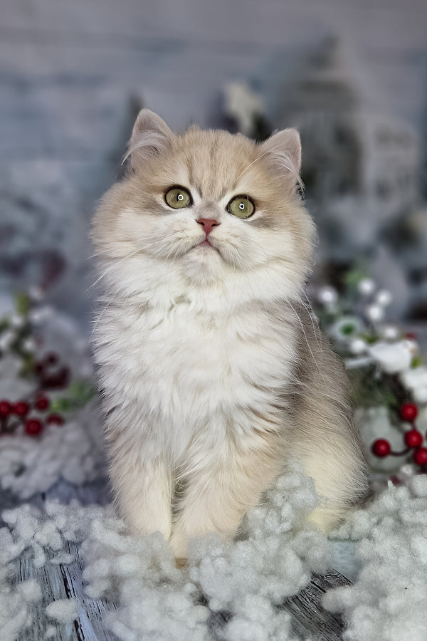 Ideal | British Longhair Kitten