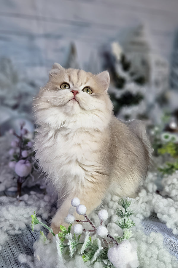 Ideal | British Longhair Kitten