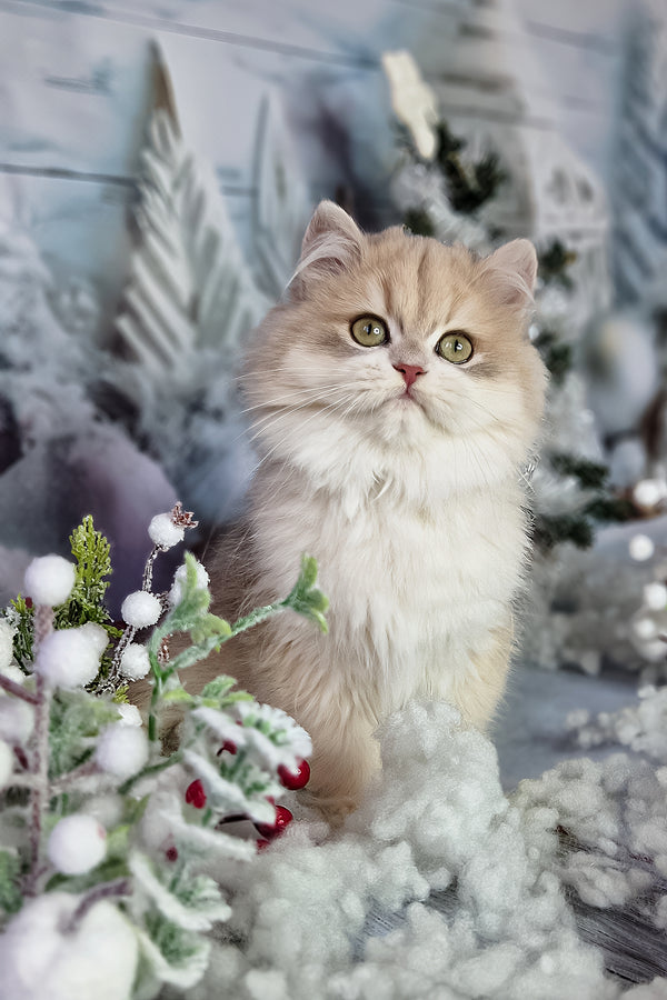 Ideal | British Longhair Kitten