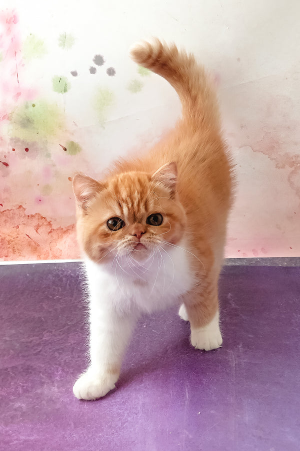 Idelisa | Exotic Shorthair Kitten