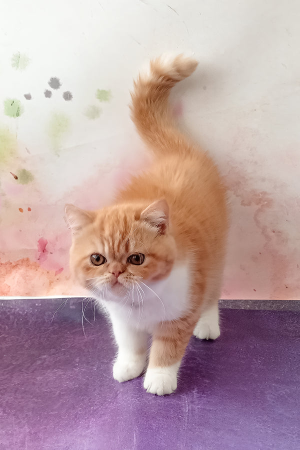 Idelisa | Exotic Shorthair Kitten