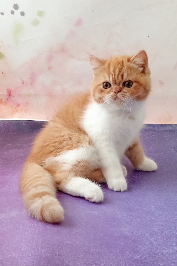 Idelisa | Exotic Shorthair Kitten