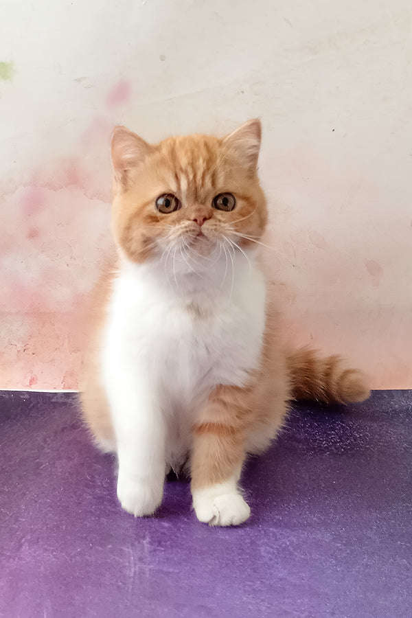 Idelisa | Exotic Shorthair Kitten