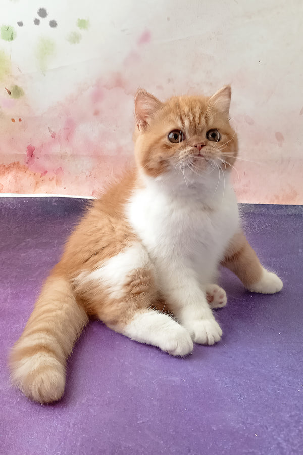 Idelisa | Exotic Shorthair Kitten