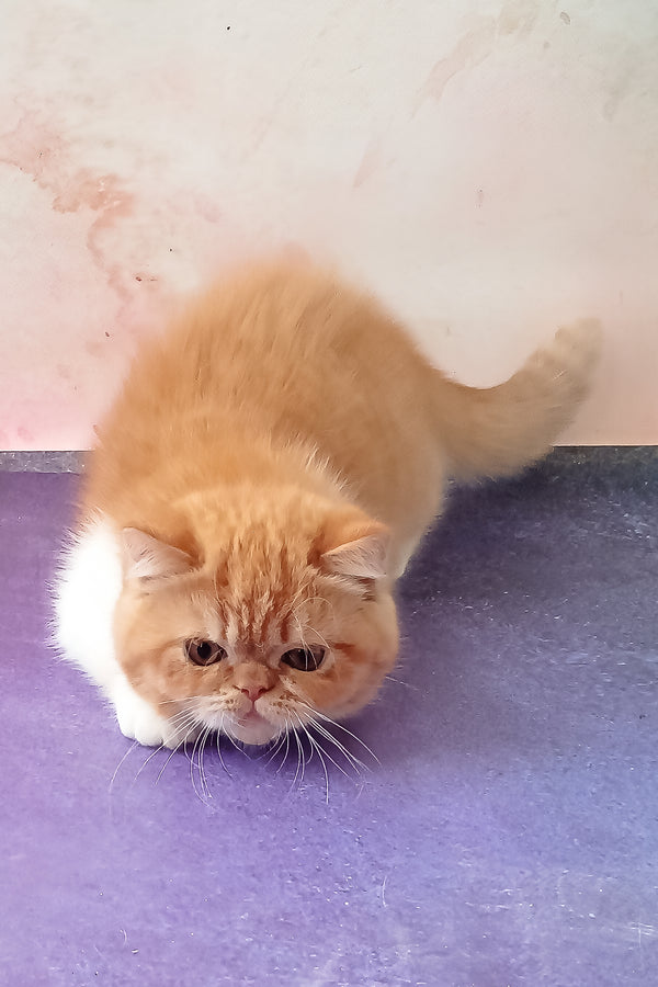 Idelisa | Exotic Shorthair Kitten