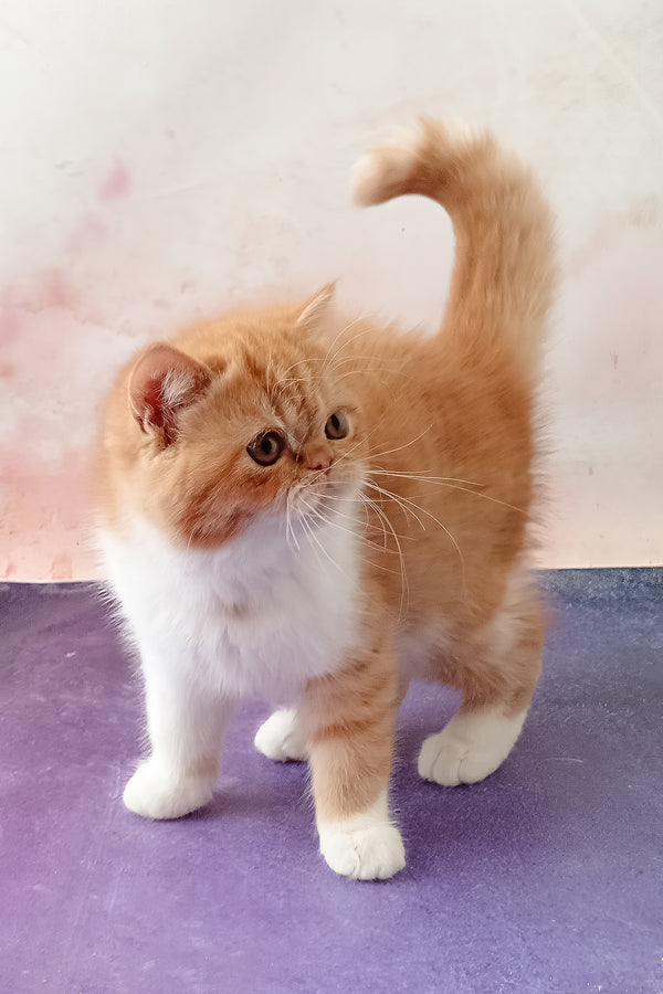 Idelisa | Exotic Shorthair Kitten