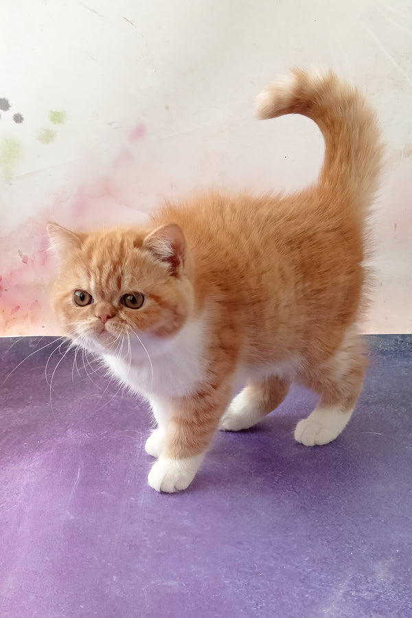 Idelisa | Exotic Shorthair Kitten