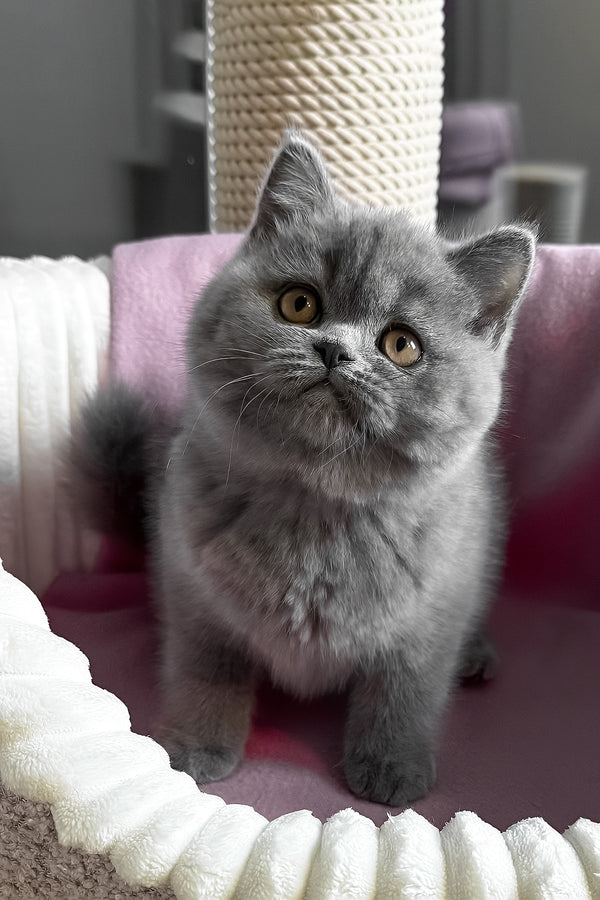 Ihop | British Shorthair Kitten