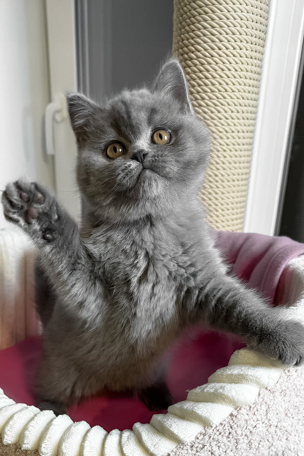 Ihop | British Shorthair Kitten