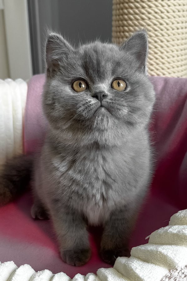 Ihop | British Shorthair Kitten