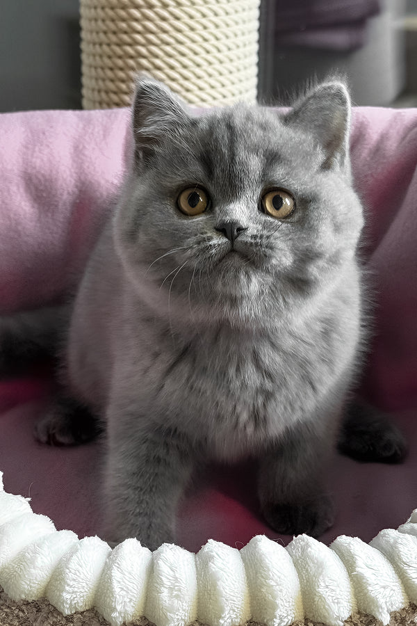 Ihop | British Shorthair Kitten