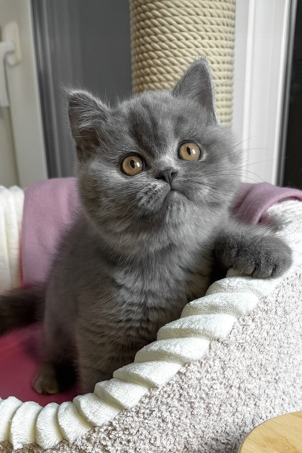 Ihop | British Shorthair Kitten