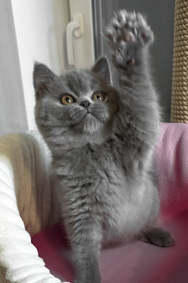 Ihop | British Shorthair Kitten