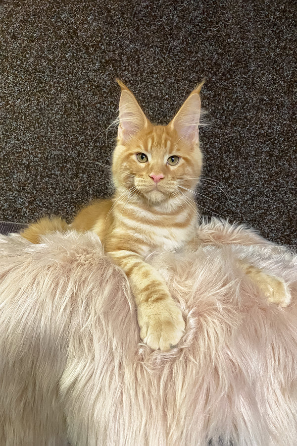 Illarion | Maine Coon Kitten