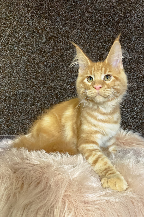 Illarion | Maine Coon Kitten