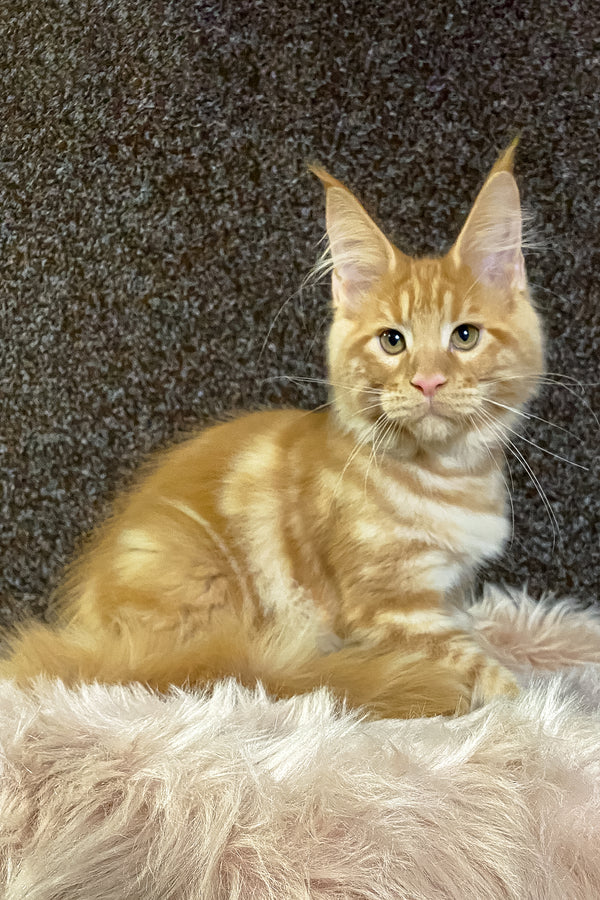 Illarion | Maine Coon Kitten
